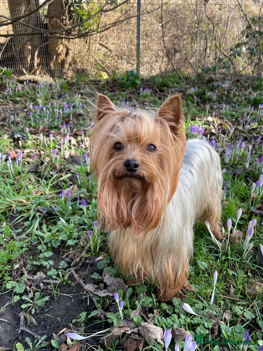 Yorkshire Terrier dogs for stud: Experienced STUD,KC REG Yorkshire Terrier  in Caterham - Advert 3