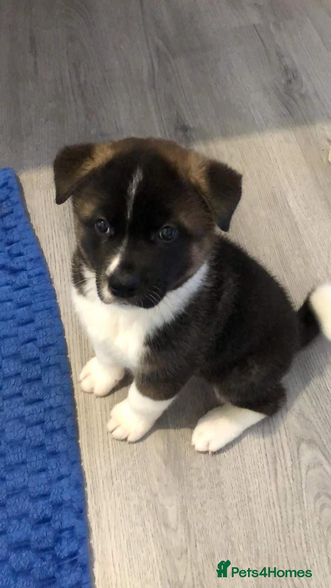 Akita dogs for sale: 4 beautiful American Akita's For Sale - Advert 2