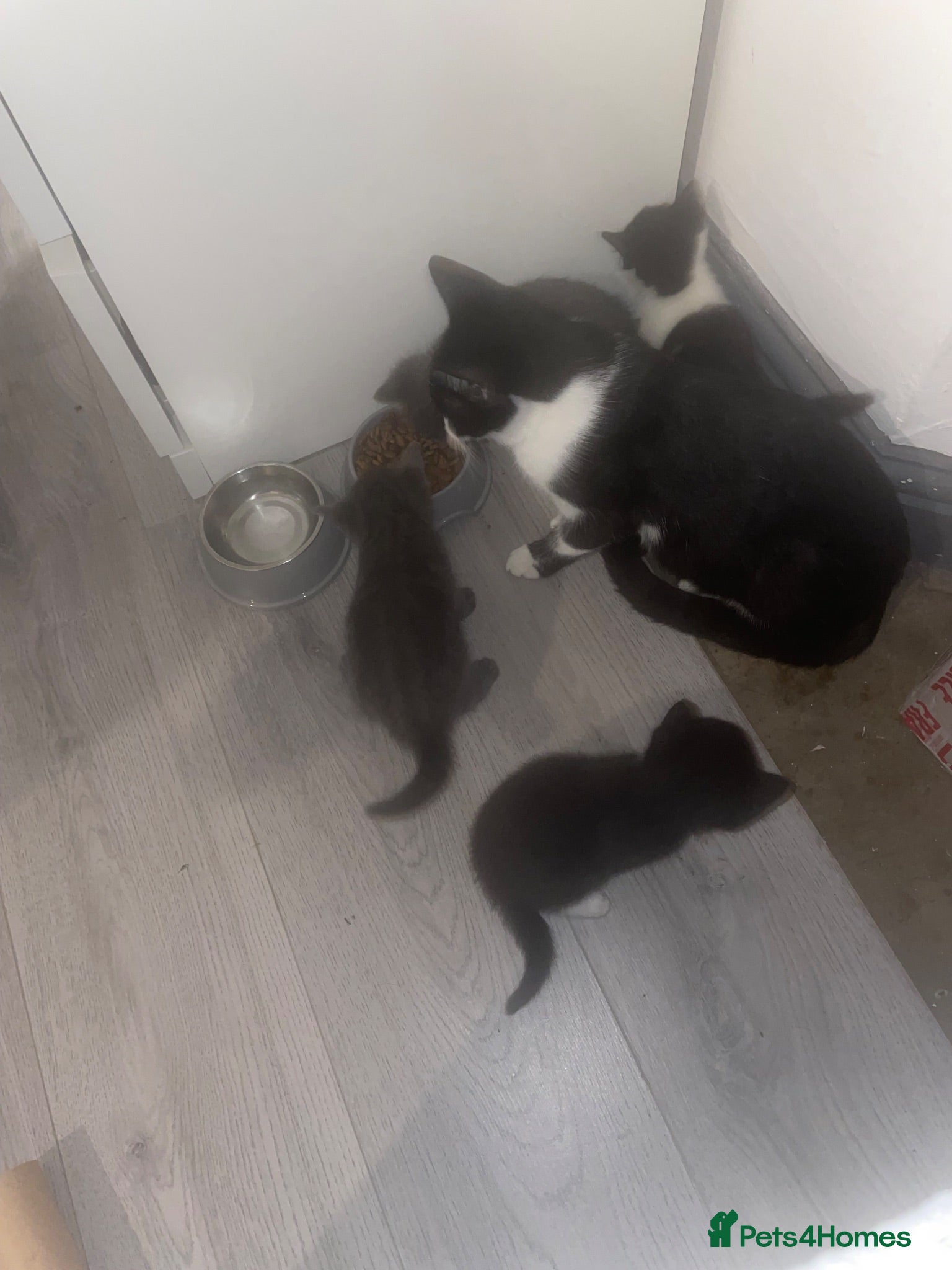 Mixed Breed cats 4 kittens 2 grey 2 black and white  - Advert 1