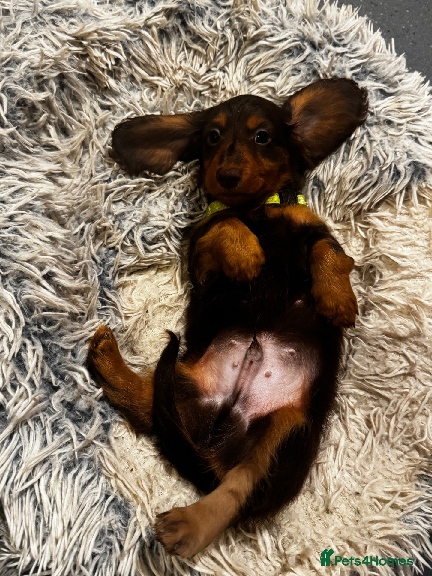 Miniature Dachshund dogs for sale: KC reg Mini long haired dachshunds  - Advert 2