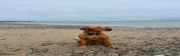 Mixed Breed dogs for sale: Vizslador puppies for sale in Shrewsbury - Advert 9