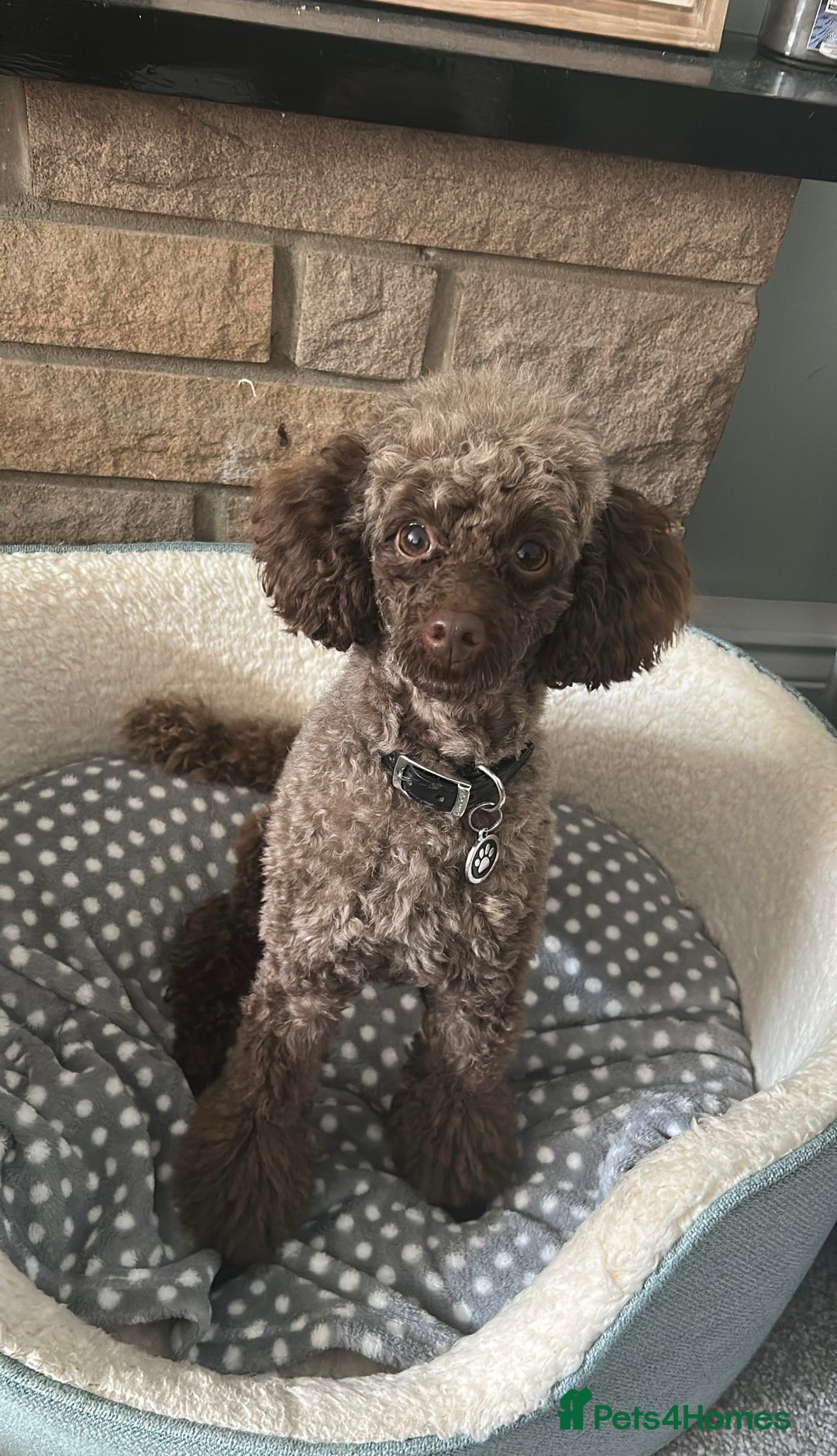 Toy Poodle dogs for stud: Pedro (Choccywoky do dah) - Advert 8