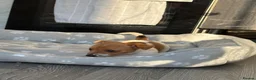Jack Russell dogs for sale: Ready now Jack Russell puppies for sale!! in Gloucester - Advert 7