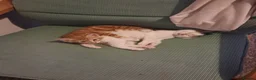 Mixed Breed cats for sale: Kittens - Advert 7