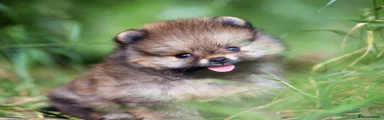 Pomeranian 1