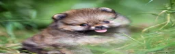 Pomeranian dogs for sale: Pomeranian  - Advert 2