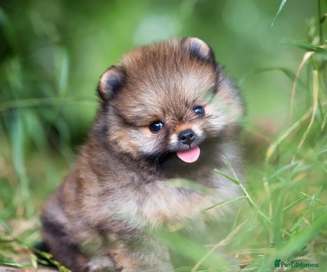 Pomeranian dogs for sale: Pomeranian  - Advert 2