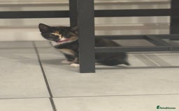 European cats for sale: Kittens 🐱  - Image 13