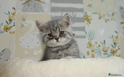 British Shorthair cats for sale: GCCF British Shorthairs **READY NOW** in Manchester - Image 14