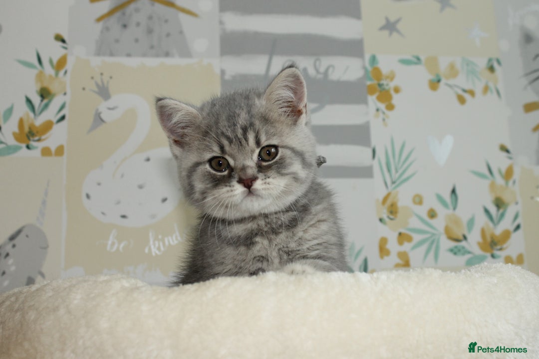 British Shorthair cats for sale: GCCF British Shorthairs **READY NOW** in Manchester - Image 14