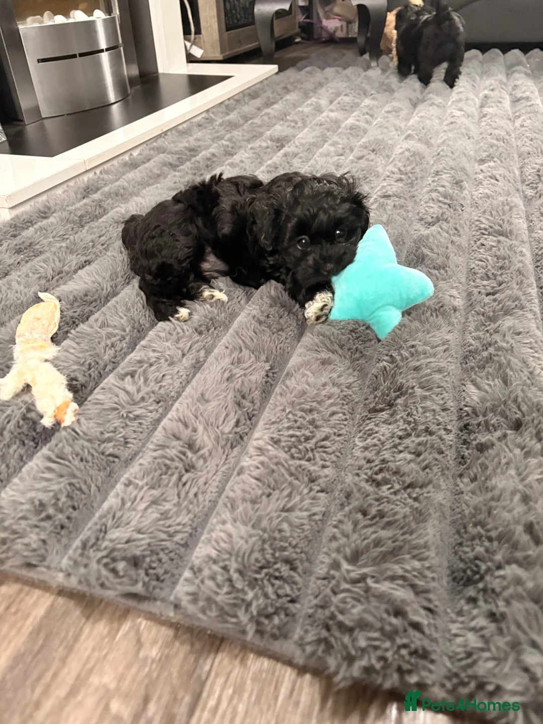 Maltipoo dogs for sale: Beautiful Korean tiny Maltipoo girls  - Advert 2