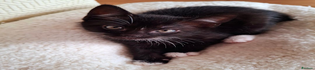 Mixed Breed Kitten 3