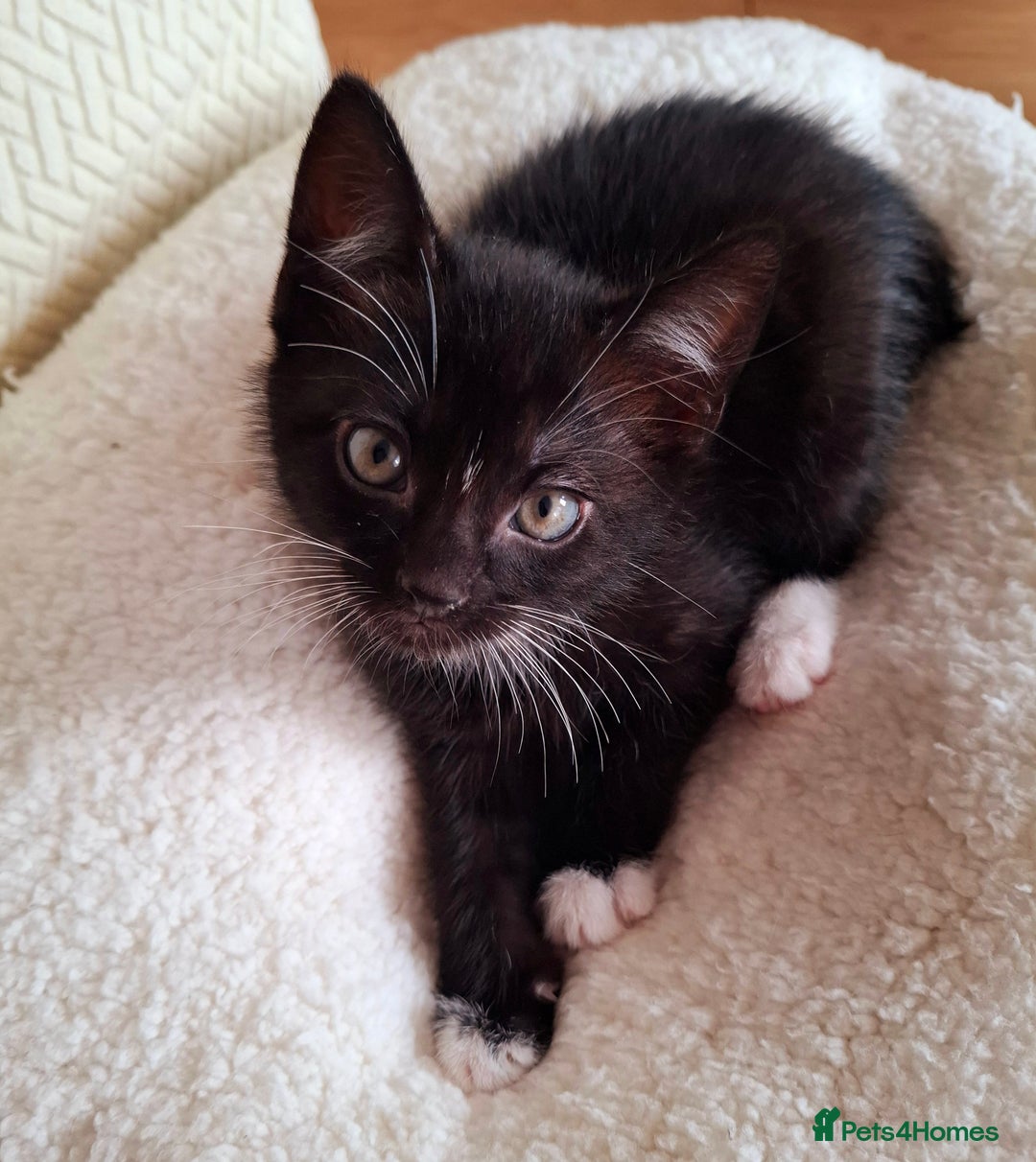 Mixed Breed cats for sale:  Black & White Kittens Looking for a Loving Home - Image 2