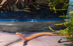 Garter Snake reptiles for sale: Albino Checkered Garter Snake Babies  - Image 2