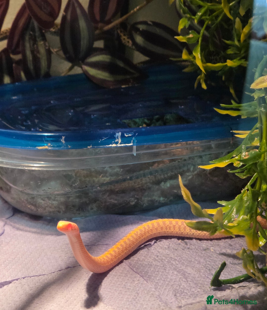 Garter Snake reptiles for sale: Albino Checkered Garter Snake Babies  - Image 2
