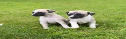 Whippet dogs for sale: Stunning Fawn Whippet Pups  in Winkleigh - Advert 5