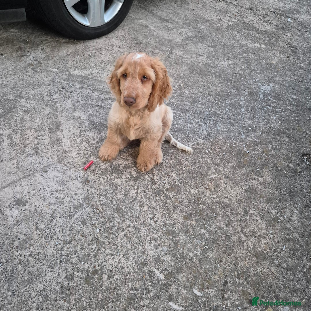 Cocker Spaniel dogs for sale: Show cocker spaniels in Doncaster - Image 18