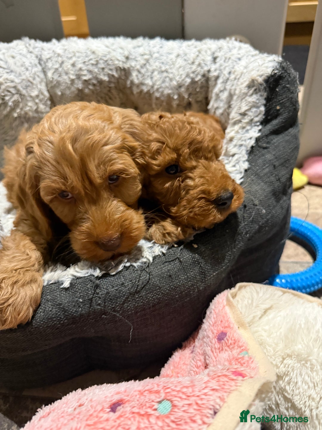 Cockapoo dogs for sale: MINI F1b COCKAPOO Puppies - Advert 26