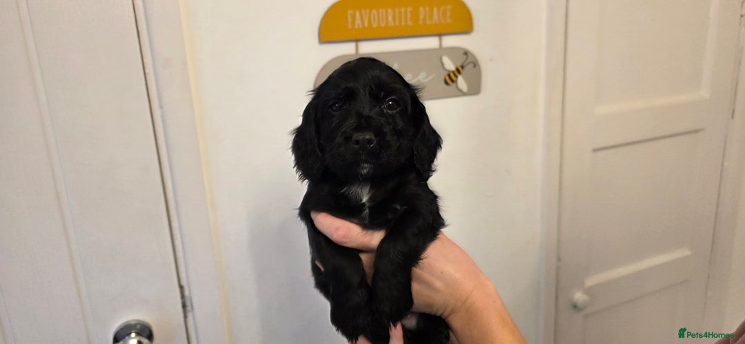 Cocker Spaniel dogs for sale: Cocker spaniel for sale - Advert 10