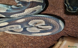 Python Snake reptiles for sale: Breeding trio of royal pythons - Image 11