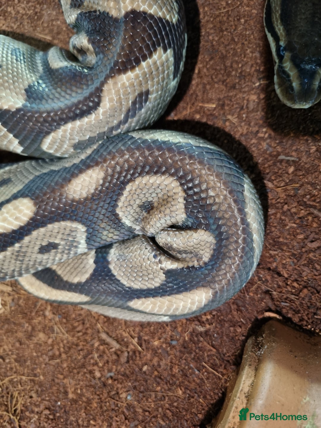 Python Snake reptiles for sale: Breeding trio of royal pythons - Image 11
