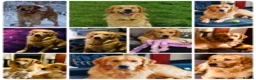 Golden Retriever dogs for stud: stunning dark golden stud in Bury Saint Edmunds - Advert 5