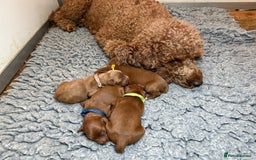Cavapoo dogs for sale: F1 Cavapoo Girl Ready Now  - Image 5