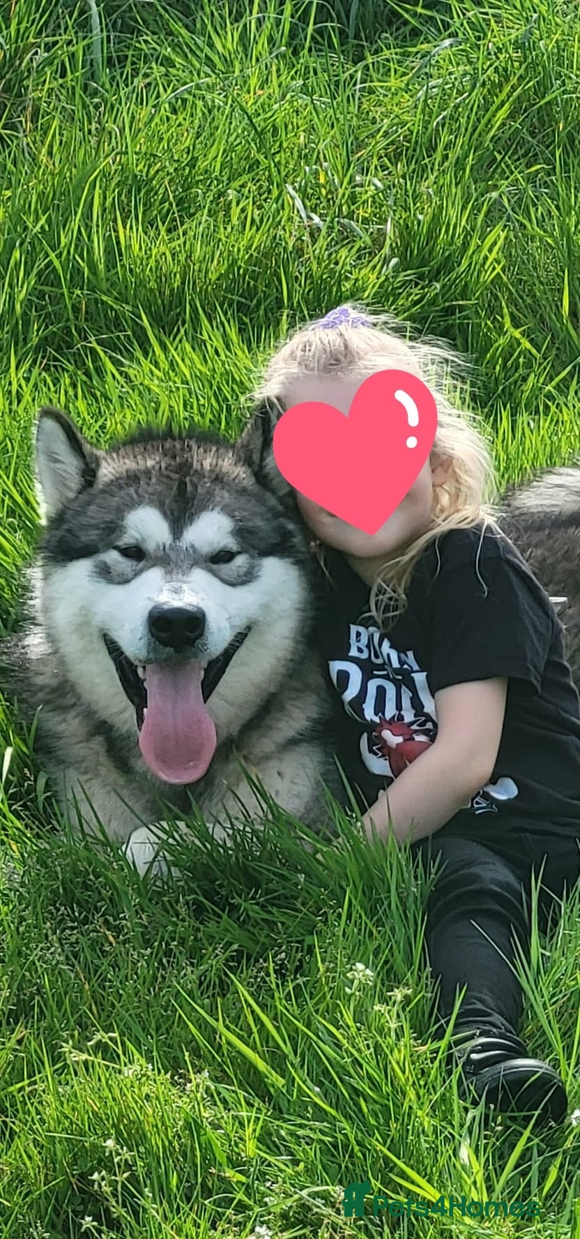 Alaskan Malamute dogs  Kc Alaskan malamute STUD ONLY  - Advert 1