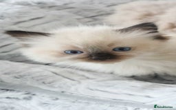Ragdoll cats for sale: INDOOR FULL PEDIGREE RAGDOLL KITTENS - Image 27