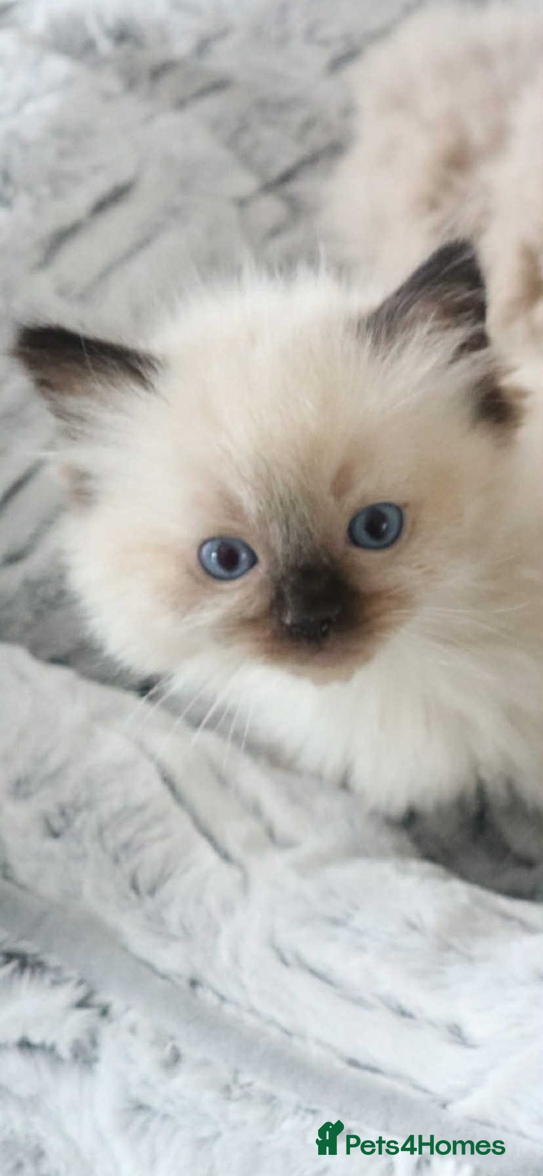 Ragdoll cats for sale: INDOOR FULL PEDIGREE RAGDOLL KITTENS - Image 27