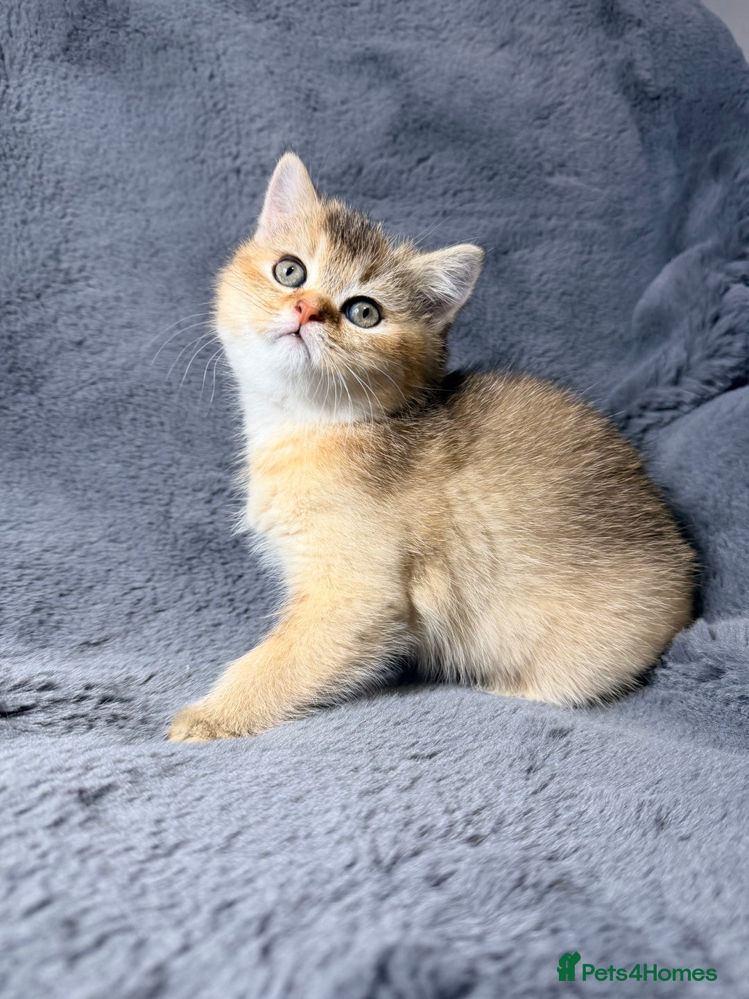 Scottish Fold cats for sale: Rare Black Gold Scottish Fold Kittens - Advert 15