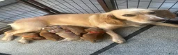 Cocker Spaniel dogs for sale: Gorgeous working cocker spaniel puppies - Advert 3