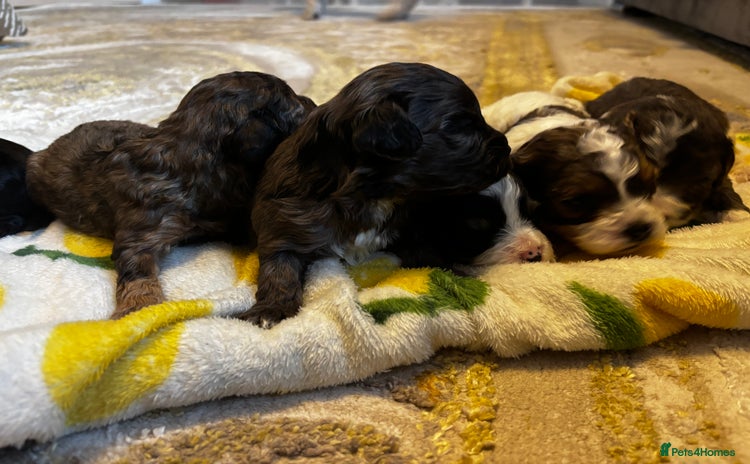 Cavapoochon dogs 🐶Exceptional cavapoochon pup's🐶 - Advert 3