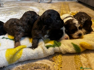 Cavapoochon dogs 🐶Exceptional cavapoochon pup's🐶 - Advert 15