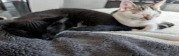 Mixed Breed cats for sale: Two beautiful kittens, looking for there home 🐾 in Peterhead - Advert 3