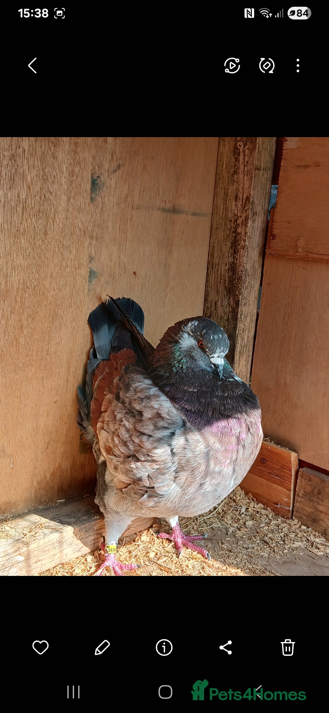Pigeons birds for sale: breeding  pair modena pigeons  - Image 2
