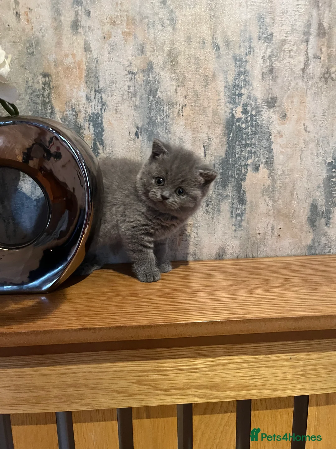 British Shorthair cats for sale: Beautiful 6 week old female bsh - Advert 5