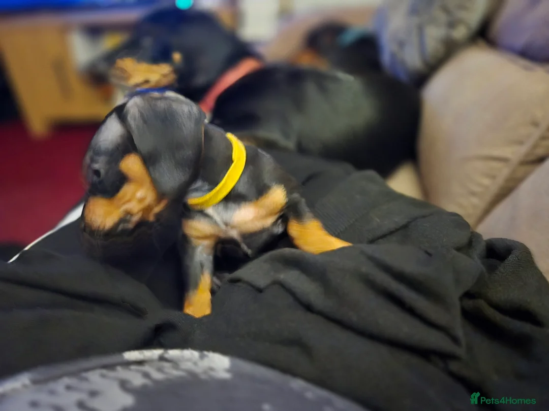 Dachshund dogs for sale: Miniature Dachshund, 1 Girl Left - Advert 9