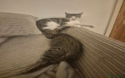 American Shorthair cats for sale: Caramel beautiful 2 year cat - Image 8