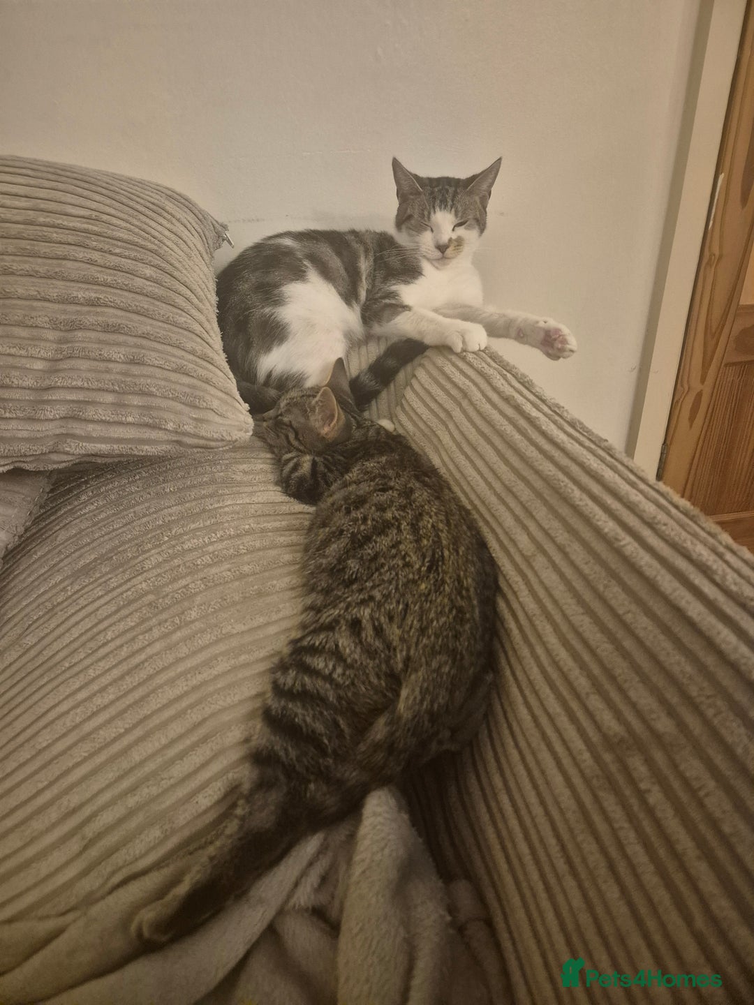 American Shorthair cats for sale: Caramel beautiful 2 year cat - Image 8