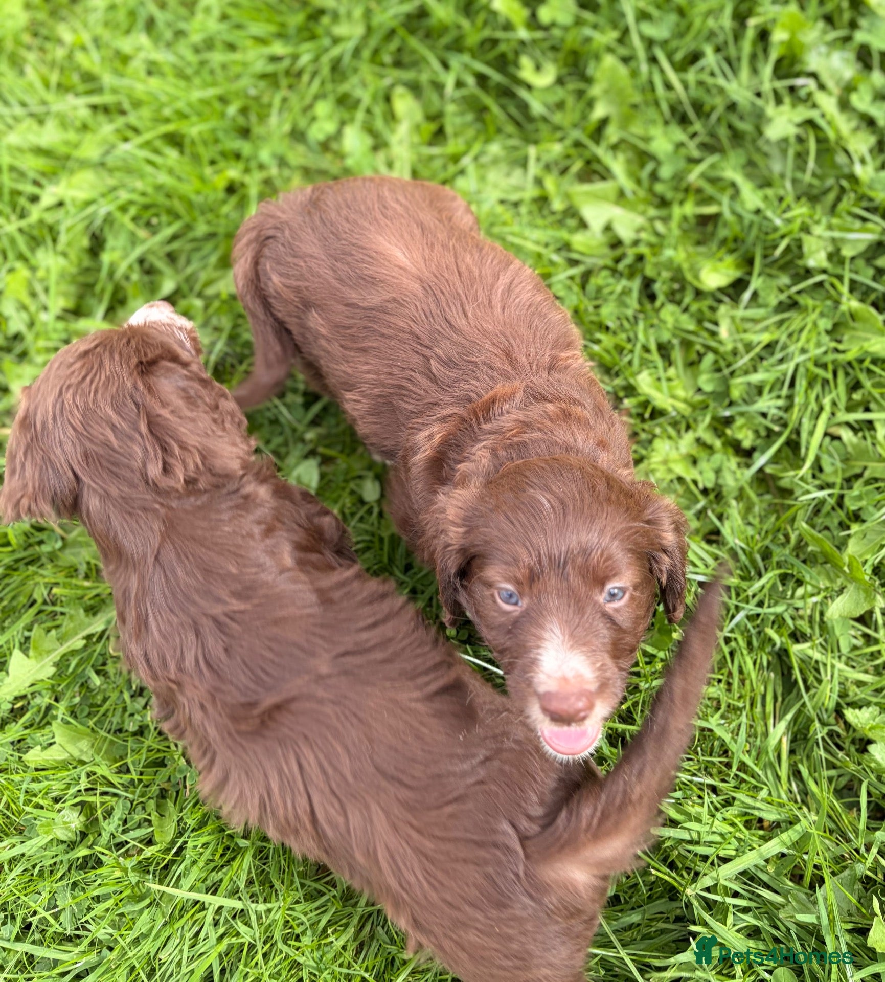 Mixed Breed dogs BEAUTIFUL COCKER X COLLIE PUPS - Advert 4