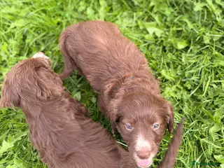 Mixed Breed dogs BEAUTIFUL COCKER X COLLIE PUPS - Advert 4