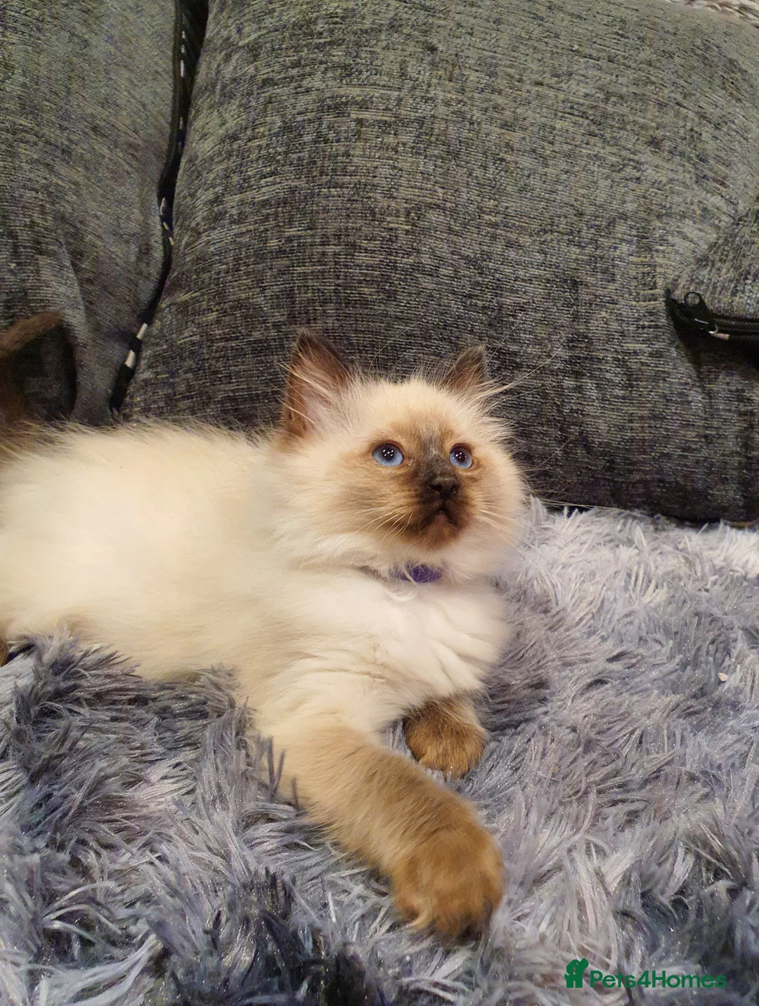 Ragdoll cats for sale: 💖Beautiful GCCF Registered Ragdoll Kittens💖 - Advert 21
