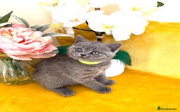British Shorthair cats for sale: Top quality GCCF kittens  - Image 12