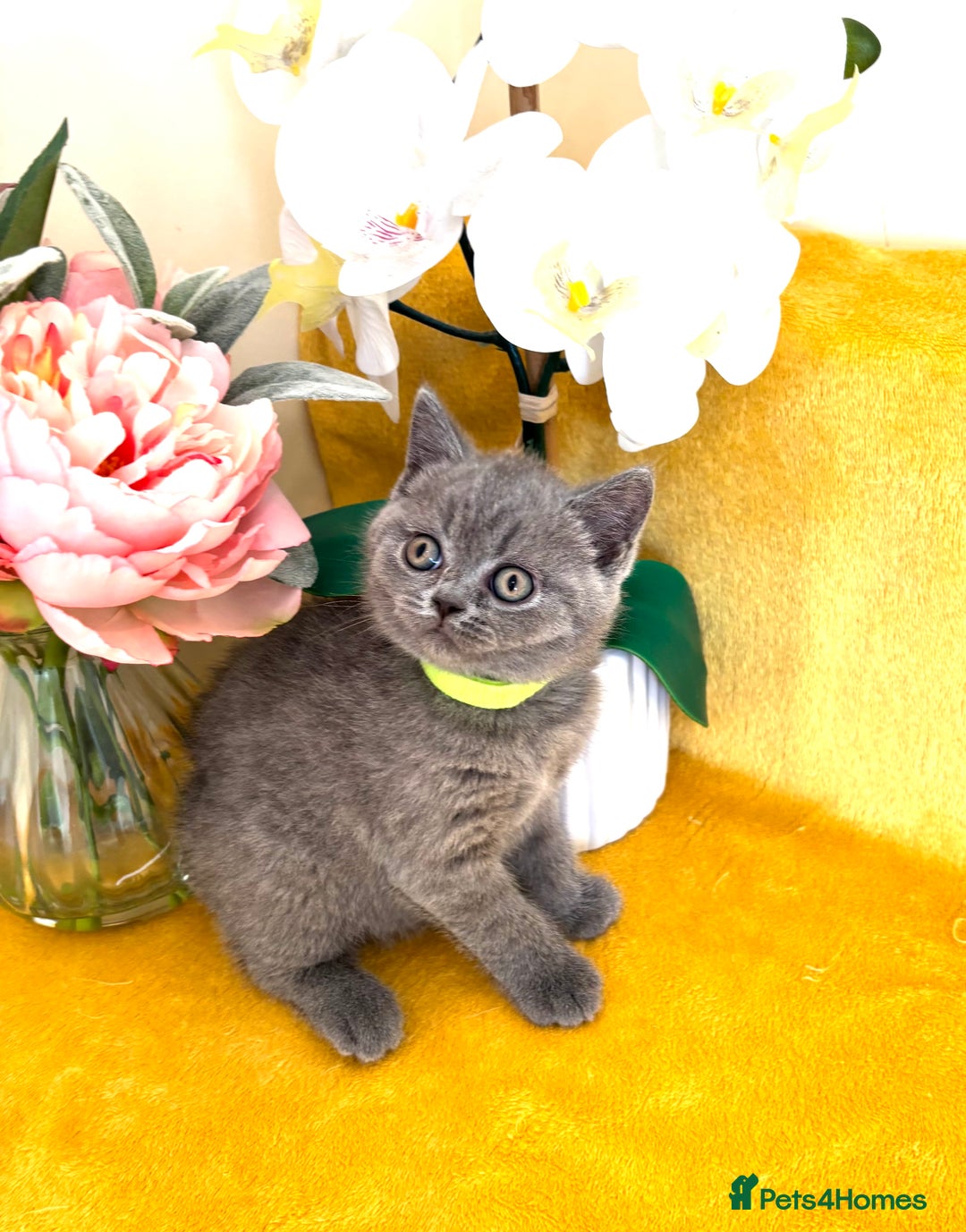 British Shorthair cats for sale: Top quality GCCF kittens  - Image 12