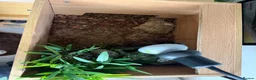 Tortoise reptiles for sale: Female Russian tortoise - Advert 17
