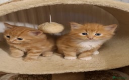 Mixed Breed cats for sale: 4 gorgerous kittens - Image 24