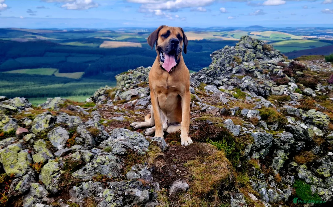 Mixed Breed dogs for sale: Great dane x mastiff - Advert 2