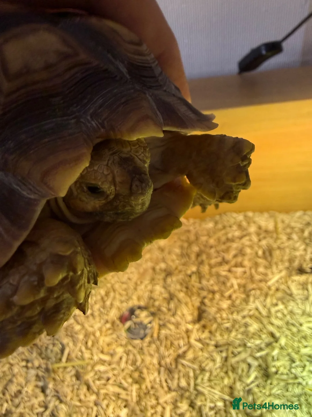 Tortoise reptiles for sale: Sulcata Tortoise and complete set up  - Advert 6