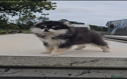 Pomsky dogs for sale: Pomsky puppies very small toy size F3  - Image 19